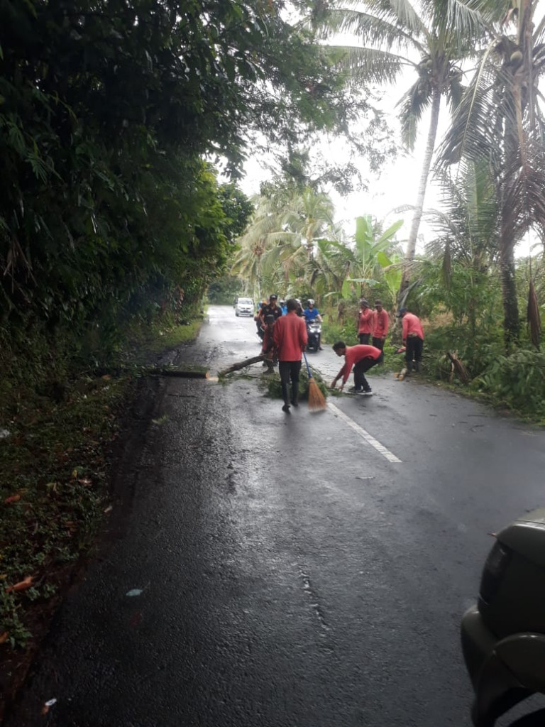 Pohon Tumbang di Jalan Raya Petang, Banjar Pelaga, Desa Sulangai, Kecamatan Petang Tanggal 16 April 2024